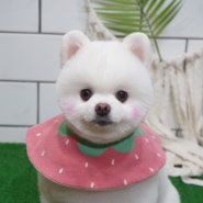 노원구 애견미용 ) 포메곰돌이컷 가위컷 포메미용 중계 하계 상계 애견미용 강아지미용 핫dog