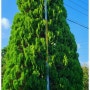 돈나무 종려나무 배롱나무 황금로켓트측백 편백나무 고흥 우리농원 직거래 문의 견적 판매