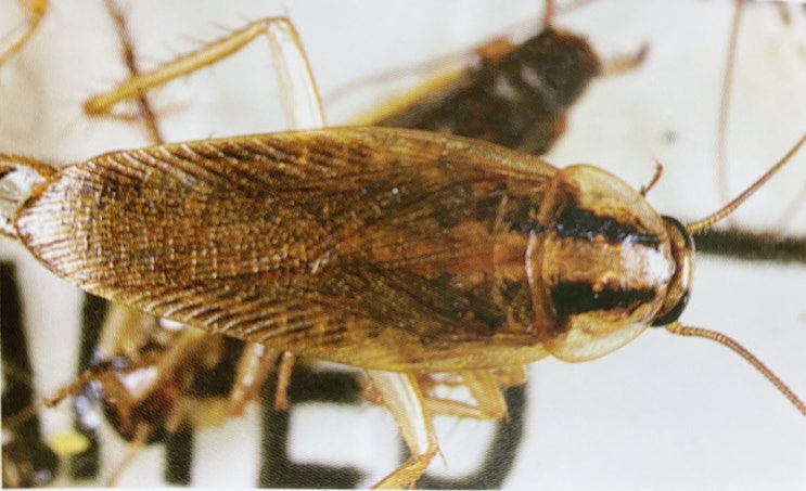 바퀴벌레 종류 - 독일바퀴 바퀴벌레새끼, 성충들의 습성 : 네이버 블로그
