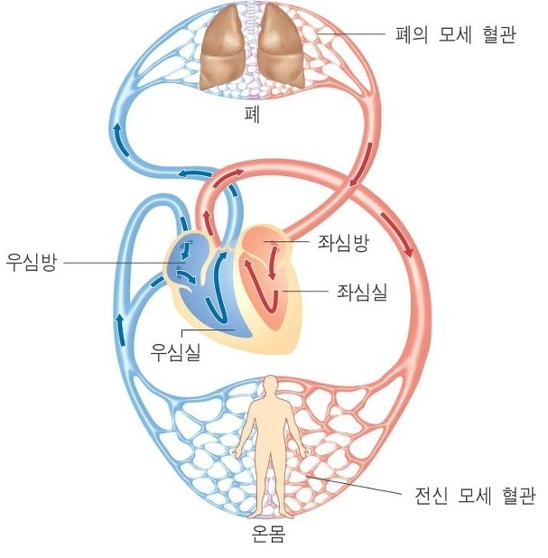 임상검사 ABGA(동맥혈가스분석), VBGA(정맥혈가스분석) 정상 범위, 검사 항목 알아보기1-1 : 네이버 블로그