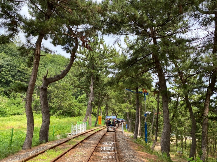 삼복더위에 삼척해양레일바이크 좋은걸요!