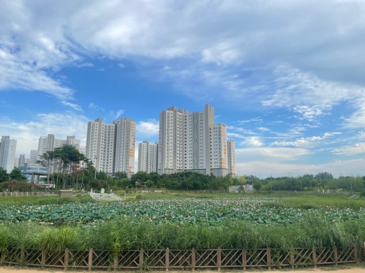 조용히 연꽃을 바라보기 좋은 지사울공원