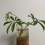 홍콩야자 물꽂이(뿌리, 새잎)