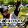 [경남] 2021 은어놀림낚시 시즌시작! - 육봉은어 [land-locked sweet fish, 陸封香魚, りくふうあゆ] 은어구이!