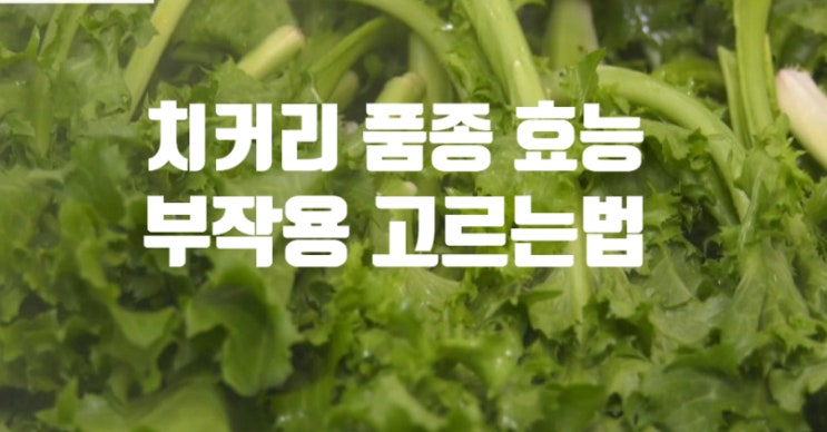 치커리 효능 부작용 (ft. 종류 레드 치커리 활용 고르는 법 손질법 보관 방법)