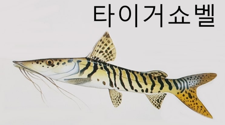 메기 종류 특징 크기 서식지 수염 : 네이버 블로그