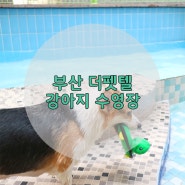 [부산] 반려견 동반 여름휴가_더펫텔 강아지 수영장 이용 후기