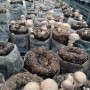 표고버섯 재배-표고버섯효능: 가을의 문턱 6주기 버섯발생!