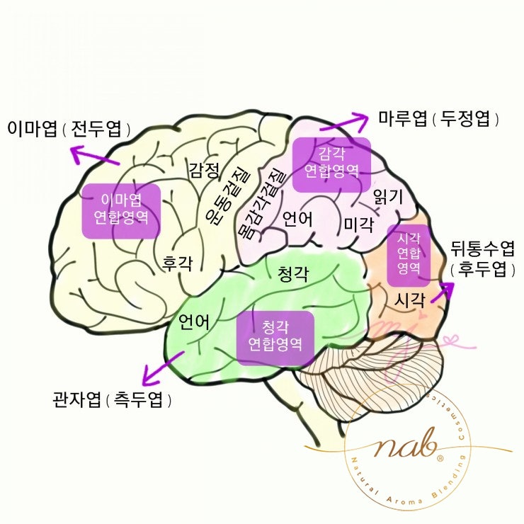 뇌의 구조 대뇌구성 이마엽 마루엽 관자엽 간뇌 시상 시상하부 뇌간 기능 : 네이버 블로그