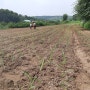 [옥수수 재배] 유기농찰옥수수 심기