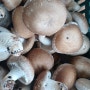 표고버섯 재배-표고버섯효능: 갓 수확한 햇 표고버섯 판매합니다
