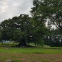 [김제] 김제 행촌리 느티나무(천연기념물 제280호). 내가 봤던 가장 아름다운 나무들 중 하나. 2021년 8월13일.