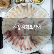 침산동 횟집 자갈치회오징어, 대구 회맛집 인정