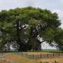 [김제] 김제 종덕리 왕버들(천연기념물 제298호). 내가 봤던 가장 아름다웠던 나무들 중 하나. 2021년 8월13일.