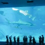 휴양지 여행 오키나와 추천 : 츄라우미수족관 고래상어, 푸른동굴 다이빙, 만좌모, 아메리칸빌리지