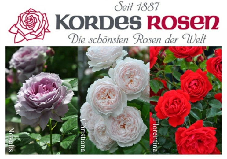 장미 육종사 3) Kordes Rosen (코르데스 장미) : 네이버 블로그