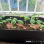 [ 식물 일기 ] 스위트 바질 키우기 중간점검 /w 청양고추, 앉은뱅이 방울토마토