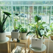 [초보 식집사 일기]식물이 잘자라는 우리집. 새로운 식물들을 소개합니다.