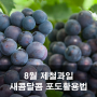 새콤달콤 8월 제철과일 포도효능