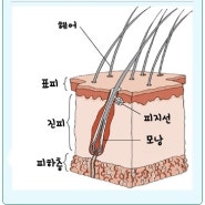 개(강아지) 피부의 주요기능과 아로마 적용하는 펫 아로마테라피