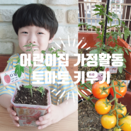 토마토 키우기 도전!어린이집 가정활동 방울 토마토 키우기(4월-7월)