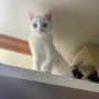 [고양이습성]높은곳을 좋아하는 고양이 개냥이