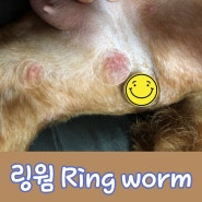 강아지(개)링웜(Ring worm)에 대한 펫 아로마테라피 적용