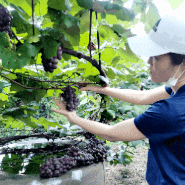유기농 포도 수확한 제주삼남매귤 체험 농장