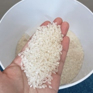 락앤락 진공쌀통 20kg 고민한 후기