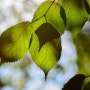 여름 햇살 잎