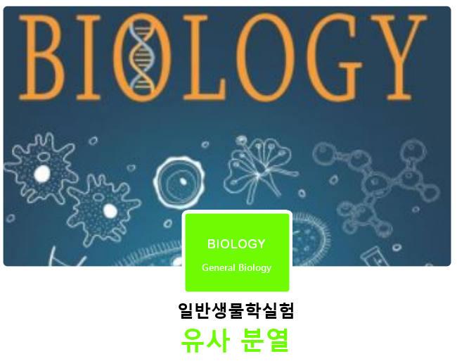 [일반생물학실험]유사 분열 : 네이버 블로그