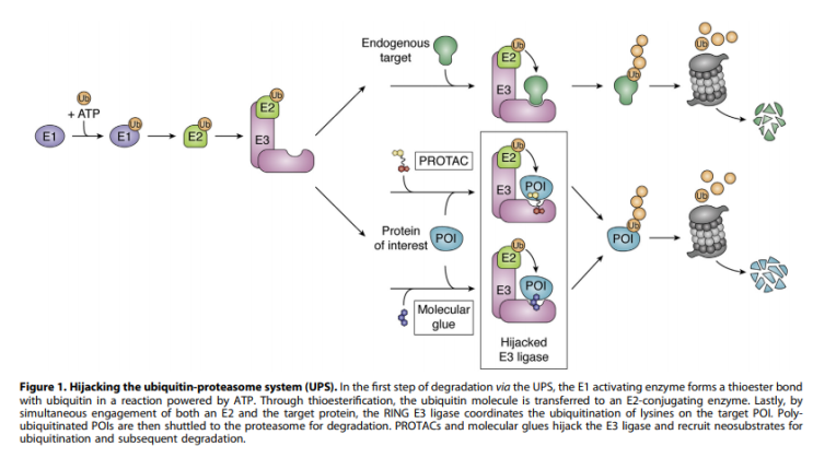 2021/08/26 - TPD (Targeted Protein Degradation), PROTAC (Proteolysis ...