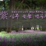 경북/상주/가볼만한곳/상주솔숲/맥문동