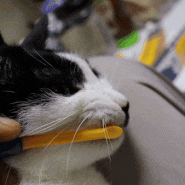 고양이 양치질 시키기 : 페스룸 치약 칫솔 세트 #내돈내산 구매 후기