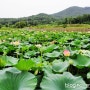 교동도 대룡시장, 고구저수지 연꽃 보고왔어요.(교동도 가볼만한곳 추천)