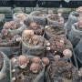 표고버섯재배-표고버섯효능:가을장마 땜시 마이너스의 손(?) 되나