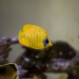 (해수어) Golden Butterflyfish