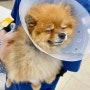 강아지 고관절탈구 포미 FHNO 응급수술부터 퇴원이야기