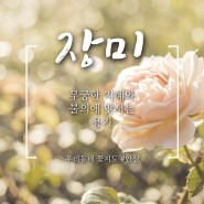 [우리동네 꽃지도] 안산시의 꽃 장미와 장미 명소