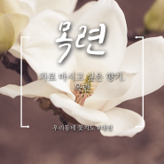 [우리동네 꽃지도] 대전을 대표하는 꽃 백목련