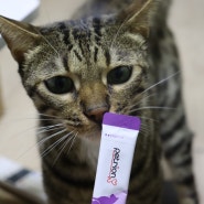 고양이영양제 신장튼튼 후기 : 유산균으로 지키는 우리 고양이 신장