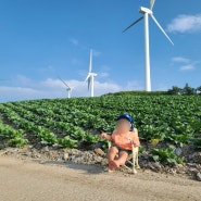 [태백] 바람의언덕_탁트인 배추단지에서 찍는 인생샷 : )