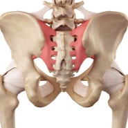 천장관절(엉치엉덩관절, Scaroiliac joint)