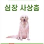천안동물병원) 여름/가을철 야외활동을 많이하는 반려동물에 취약한 심장 사상충!