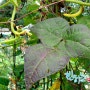 콩 잎이나 고춧잎이 붉거나 자주색으로 변색되는 경우 - 엽맥투명 괴사형 오이모자이크 바이러스 (CMV)