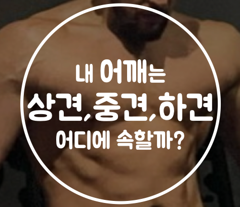 내 어깨는 상견, 중견, 하견 어디에 속할까? : 네이버 블로그