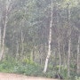 자작나무숲