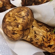 추석선물 세트 자연산 송이버섯 가격 손질 보관법