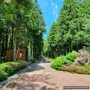 [제주] 절물 자연휴양림, 산책하기 좋은 숲길 추천