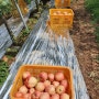 보미네 농장 아리수 사과 / 홍로 사과 수확